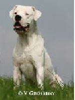 Étalon Dogo Argentino - Chamaco de albarbian