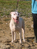 Étalon Dogo Argentino - Viky De los felinos blancos