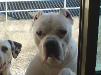 Étalon Dogo Argentino - Benachur del Futalaufken