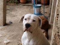 Étalon Dogo Argentino - Aragon del Futalaufken