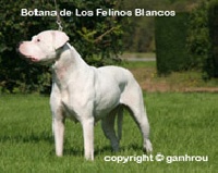 Étalon Dogo Argentino - Botana De los felinos blancos