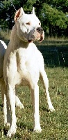 Étalon Dogo Argentino - CH. Stigmata de los Hijos de la Luna