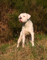 Étalon Dogo Argentino - C'brillo De los felinos blancos