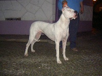 Étalon Dogo Argentino - Bruna del Futalaufken