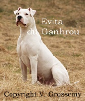 Étalon Dogo Argentino - Evita du Ganhrou