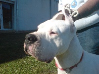 Étalon Dogo Argentino - Aztequa de los Hijos de la Luna