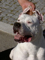 Étalon Dogo Argentino - Karisso Del cavdillo