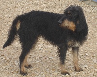 Étalon Griffon nivernais - Chiva du roc d'Eden