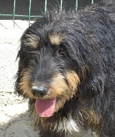 Étalon Griffon nivernais - Calie du roc d'Eden