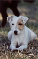 Étalon Jack Russell Terrier - CH. Olive de floreval