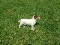 Étalon Jack Russell Terrier - Andjy du pont des tourradons