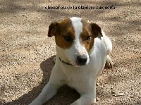 Étalon Jack Russell Terrier - Chouchou de la Clairiere aux Cerfs