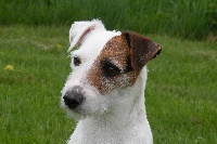 Étalon Parson Russell Terrier - Vicky (Sans Affixe)