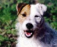 Étalon Parson Russell Terrier - Varum du Bois des Carnutes