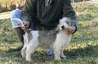 Étalon Petit Basset griffon vendeen - Chika du marais du champ canteau