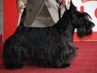Étalon Scottish Terrier - CH. Cassandra do vello trigas