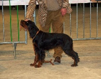 Étalon Setter Gordon - Vegas de saint vigor