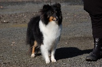 Étalon Shetland Sheepdog - Baïka du Royaume d'Angélique