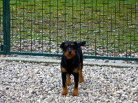 Étalon Terrier de chasse allemand - Uranie dite utopie de preys