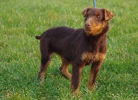 Étalon Terrier de chasse allemand - Ava brune De virlevent