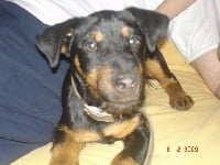 Étalon Terrier de chasse allemand - Dipsy du pont de la sarre