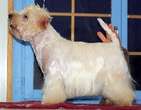Étalon West Highland White Terrier - Smaching pumkin de Champernoune