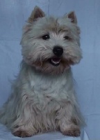 Étalon West Highland White Terrier - Agatha (Sans Affixe)