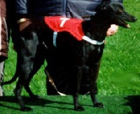 Étalon Whippet - CH. old road's Yoko ono