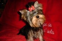 Étalon Yorkshire Terrier - Dreamer de France D'Iela