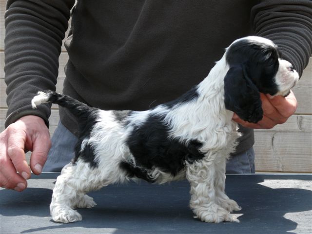 Publication : de Valdeliendo 