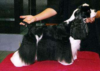 CH. Khafka's Doña petunia