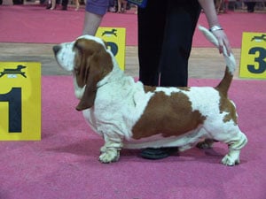 CH. Extra edition van Hollandheim