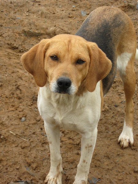 Abeille de l'arche de Riwan