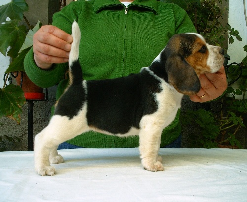 Publication : de Entresierras Auteur : Aurora Blanco