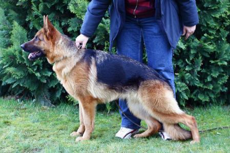 Sera Vom kirschental