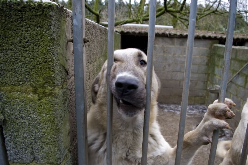 Grincheux des Potteries