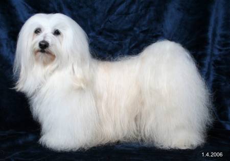 CH. bellezza's Almondeye amory