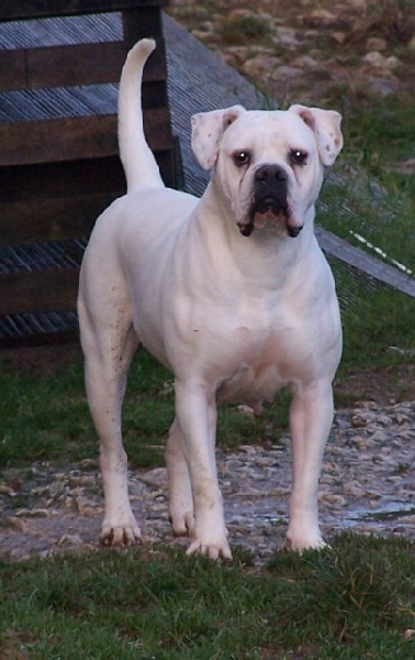 bulldogbigbully's Dony dite doumy