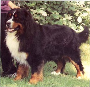 CH. Herletta's Chopin