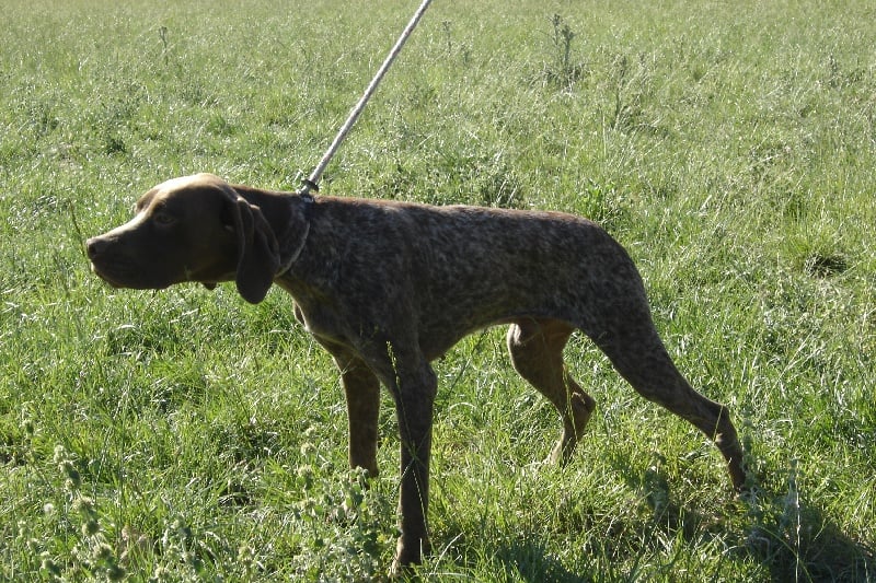 Publication : du mas de la meule Auteur : pierre budin