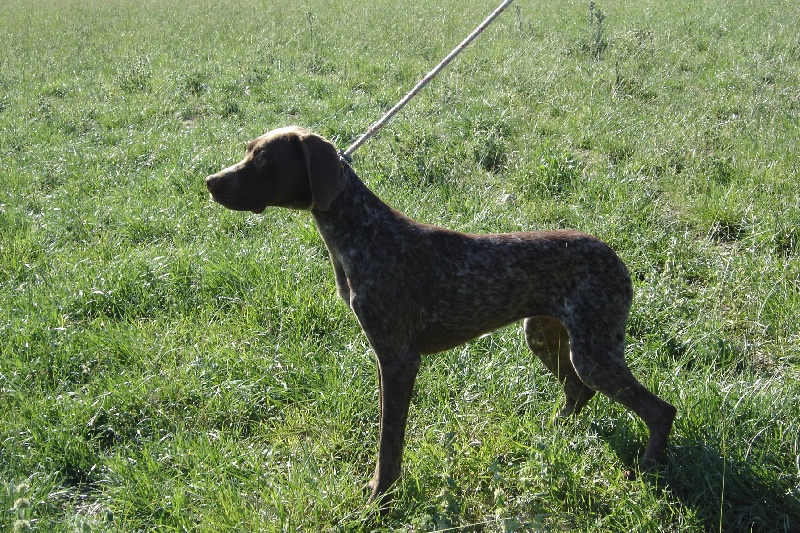 Publication : du mas de la meule Auteur : pierre budin