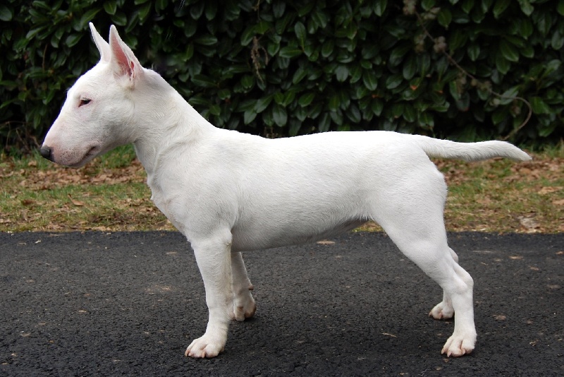 Dima Of Honey's Bulls