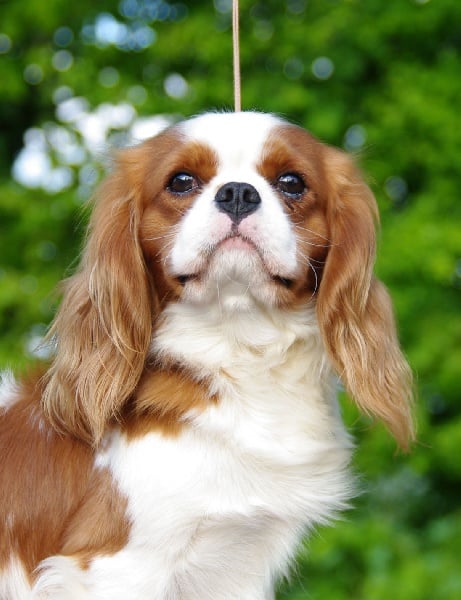 Caramel De la halotiere