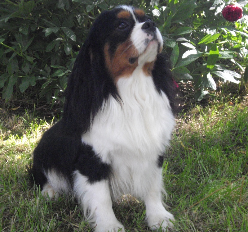 Balco Du fond des brumes