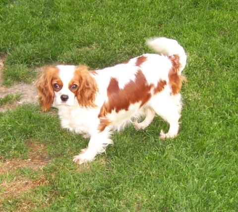 Publication : de la comtesse des terres rouges Auteur : NATIEZ