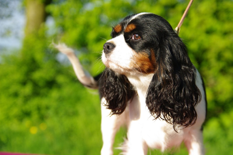 Canelle de la Prevote de Saint Vaast