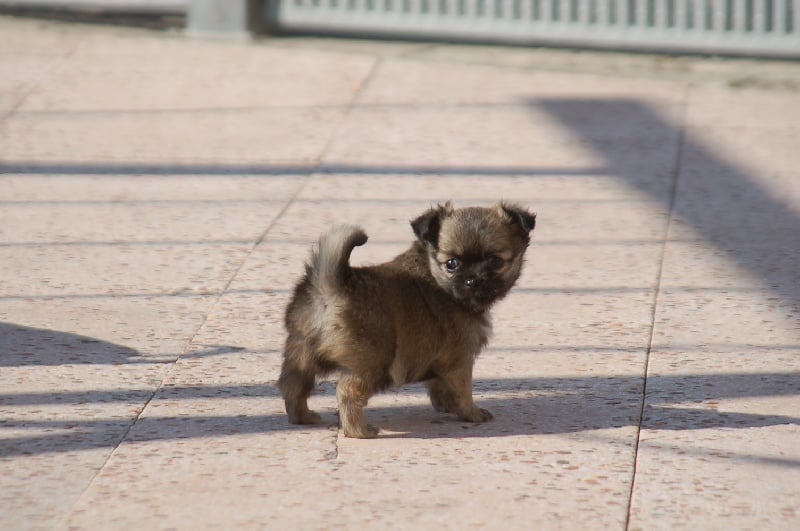Eude (dit émie) du domaine de l'ostrevent