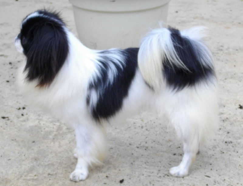 DÜmangue de la Morganerie