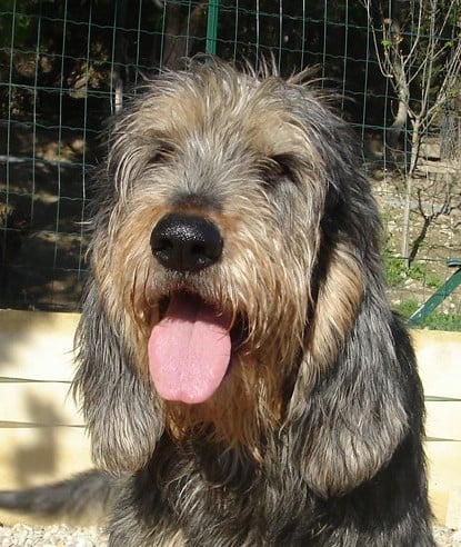 Talant du vautrait de sauveterre