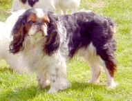 Still in love De vilfloriane